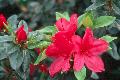 Sunglow Azalea / Rhododendron 
